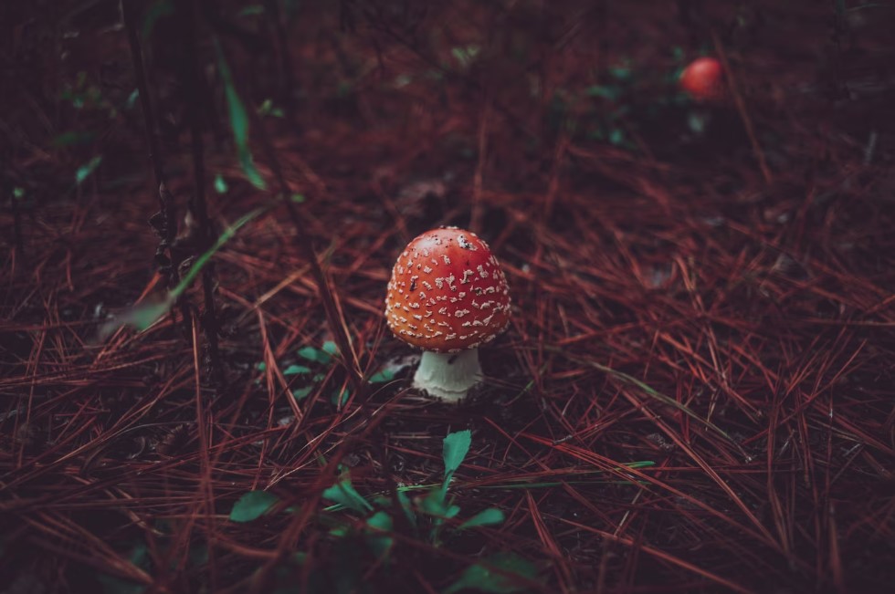 Magic Mushroom Delivery Los Angeles