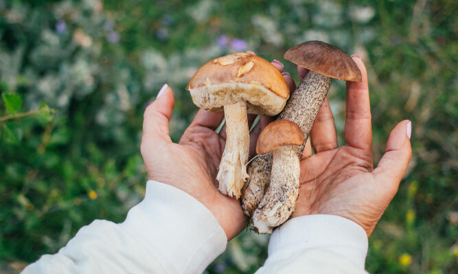 Magic Mushroom Delivery Los Angeles